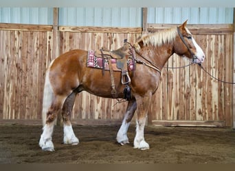 Draft Horse, Castrone, 9 Anni, 183 cm, Sauro ciliegia