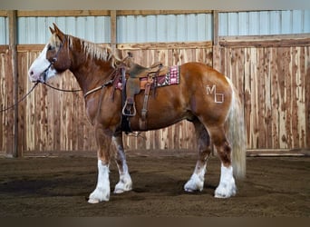 Draft Horse, Castrone, 9 Anni, 183 cm, Sauro ciliegia