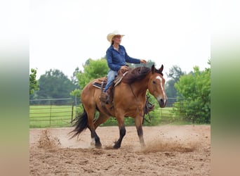Draft Horse, Castrone, 9 Anni, Falbo