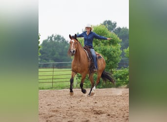 Draft Horse, Castrone, 9 Anni, Falbo