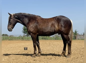 Draft Horse Mix, Castrone, 9 Anni