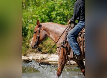 Draft Horse Mix, Castrone, 9 Anni, Roano rosso
