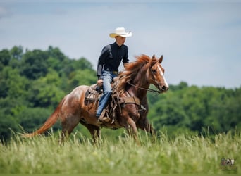Draft Horse Mix, Castrone, 9 Anni, Roano rosso
