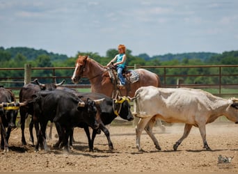 Draft Horse Mix, Castrone, 9 Anni, Roano rosso