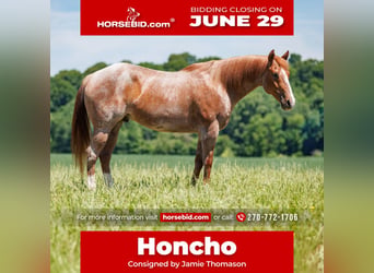 Draft Horse Mix, Castrone, 9 Anni, Roano rosso
