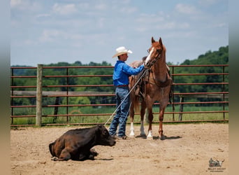 Draft Horse Mix, Castrone, 9 Anni, Roano rosso