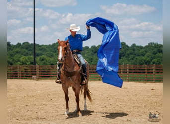 Draft Horse Mix, Castrone, 9 Anni, Roano rosso