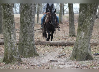 Draft Horse Mix, Gelding, 10 years, 14.1 hh, Black