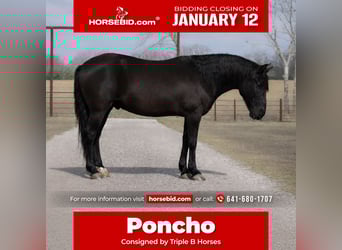 Draft Horse Mix, Gelding, 10 years, 14.1 hh, Black