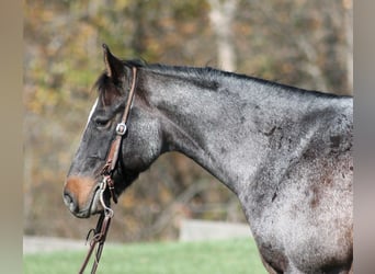 Draft Horse, Gelding, 10 years, 14,1 hh, Roan-Blue