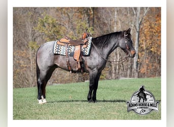 Draft Horse, Gelding, 10 years, 14,1 hh, Roan-Blue