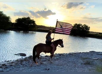 Draft Horse Mix, Gelding, 10 years, 14 hh, Roan-Bay