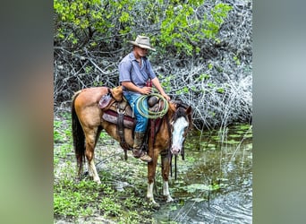 Draft Horse Mix, Gelding, 10 years, 14 hh, Roan-Bay