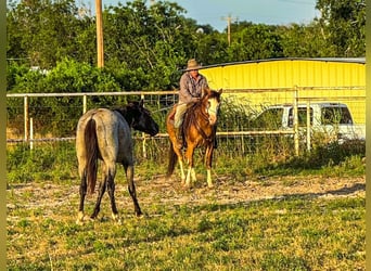 Draft Horse Mix, Gelding, 10 years, 14 hh, Roan-Bay