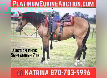 Draft Horse, Gelding, 10 years, 15.1 hh, Buckskin