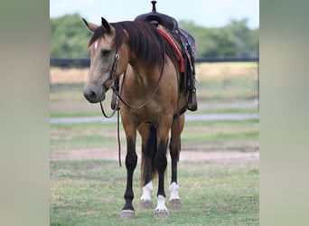 Draft Horse, Gelding, 10 years, 15.1 hh, Buckskin