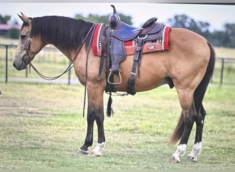 Draft Horse, Gelding, 10 years, 15.1 hh, Buckskin