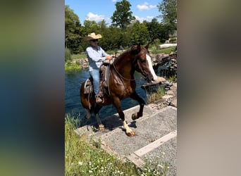 Draft Horse, Gelding, 10 years, 15,2 hh, Sorrel