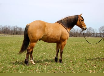 Draft Horse, Gelding, 10 years, 15.3 hh, Dun