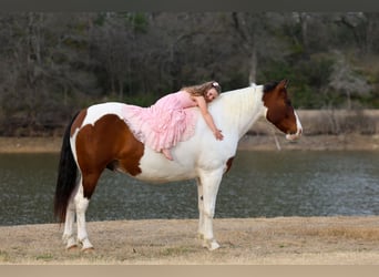 Draft Horse Mix, Gelding, 10 years, 15.3 hh, Pinto