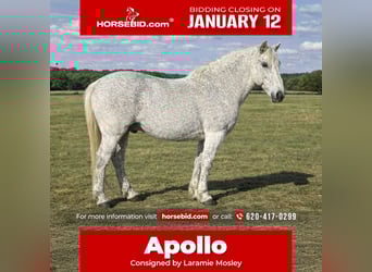 Draft Horse Mix, Gelding, 10 years, 15 hh, Grey