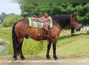 Draft Horse Mix, Gelding, 10 years, 15,1 hh, Bay