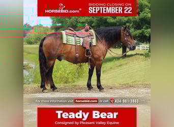 Draft Horse Mix, Gelding, 10 years, 15,1 hh, Bay