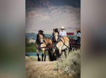 Draft Horse Mix, Gelding, 10 years, 15,1 hh, Buckskin