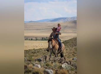 Draft Horse Mix, Gelding, 10 years, 15,1 hh, Buckskin