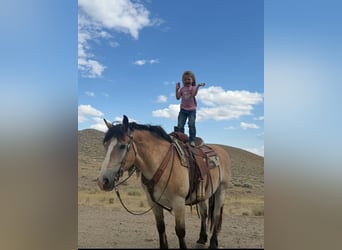 Draft Horse Mix, Gelding, 10 years, 15,1 hh, Buckskin