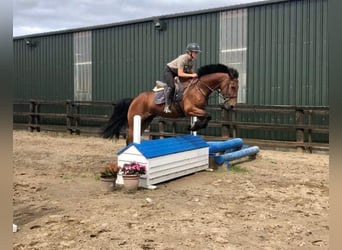 Draft Horse, Gelding, 10 years, 16.1 hh, Brown