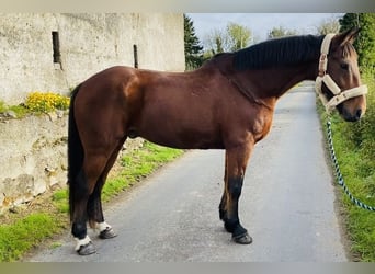 Draft Horse, Gelding, 10 years, 16.1 hh, Brown