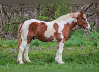 Draft Horse, Gelding, 10 years, 16,1 hh, Chestnut