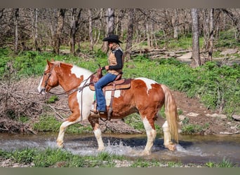 Draft Horse, Gelding, 10 years, 16,1 hh, Chestnut