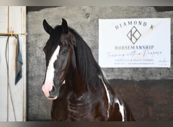 Draft Horse, Gelding, 10 years, 16.2 hh, Tobiano-all-colors