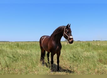Draft Horse, Gelding, 10 years, 16 hh, Bay