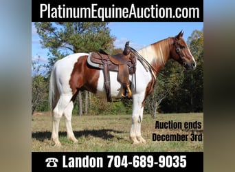 Draft Horse, Gelding, 10 years, 16 hh, Chestnut