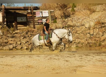 Draft Horse Mix, Gelding, 10 years, 16 hh, Grey