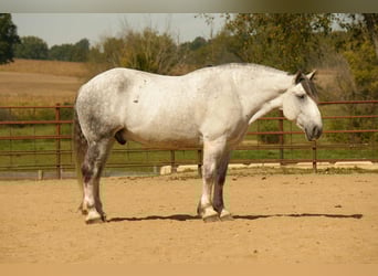 Draft Horse Mix, Gelding, 10 years, 16 hh, Grey