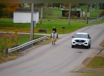 Draft Horse Mix, Gelding, 10 years, 16 hh, Grey