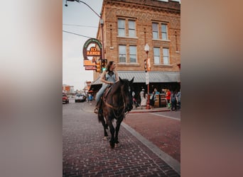 Draft Horse, Gelding, 10 years, 16 hh, Roan-Blue