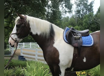 Draft Horse, Gelding, 10 years, 16,2 hh, Tobiano-all-colors