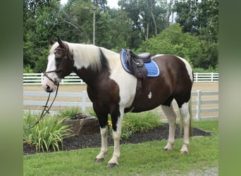 Draft Horse, Gelding, 10 years, 16,2 hh, Tobiano-all-colors