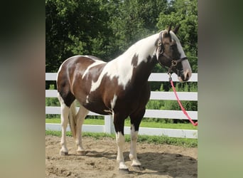 Draft Horse, Gelding, 10 years, 16,2 hh, Tobiano-all-colors