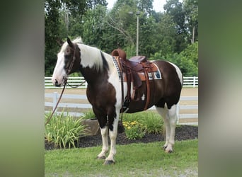 Draft Horse, Gelding, 10 years, 16,2 hh, Tobiano-all-colors