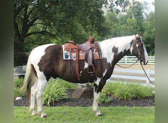 Draft Horse, Gelding, 10 years, 16,2 hh, Tobiano-all-colors