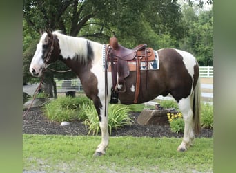 Draft Horse, Gelding, 10 years, 16,2 hh, Tobiano-all-colors