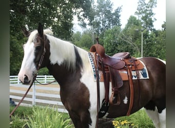 Draft Horse, Gelding, 10 years, 16,2 hh, Tobiano-all-colors