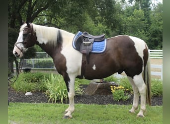 Draft Horse, Gelding, 10 years, 16,2 hh, Tobiano-all-colors