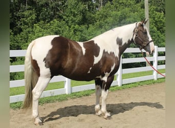 Draft Horse, Gelding, 10 years, 16,2 hh, Tobiano-all-colors